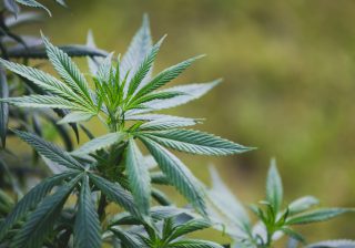 Cannabis medicinal: una mirada desde los derechos humanos
